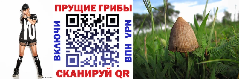 Купить где  Красноперекопск  Псилоцибиновые грибы прущие грибы 